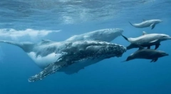 Proč velryba a delfín nejsou ryby?